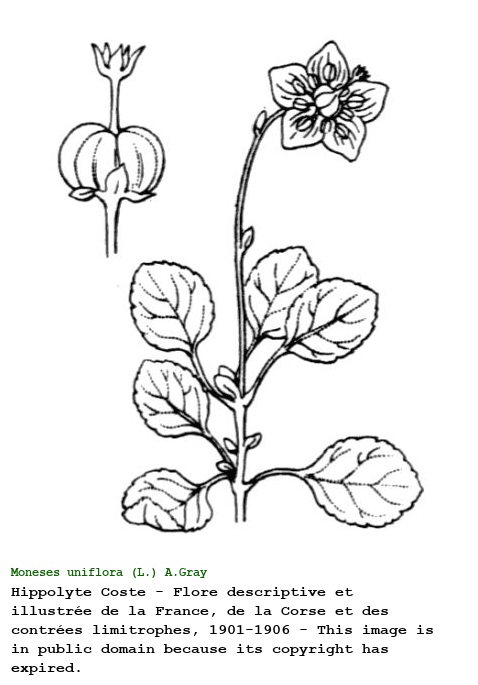 Moneses uniflora (L.) A.Gray